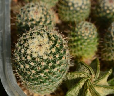 Mammillaria hahniana woodsii 26 рослин - Зображення 2