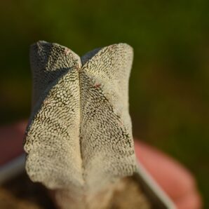 Astrophytum myriostigma cv Onzuka