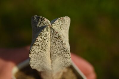 Astrophytum myriostigma cv Onzuka