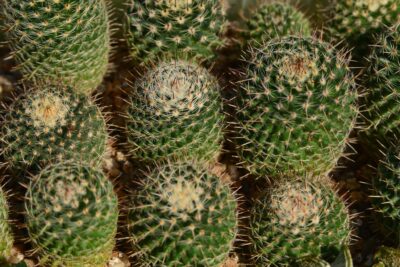 Mammillaria hahniana woodsii 26 рослин - Зображення 5