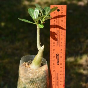 Adenium