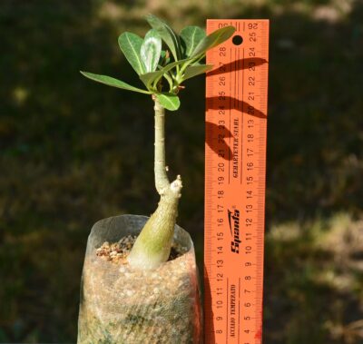 Adenium