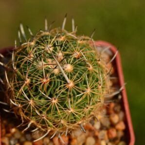 Echinofossulocactus