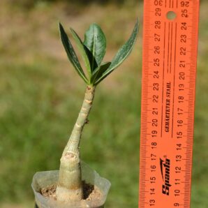 Adenium