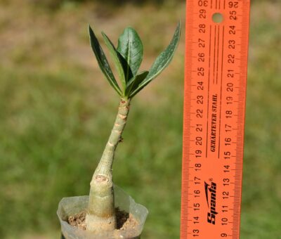 Adenium