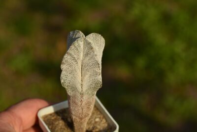 Astrophytum myriostigma cv Onzuka - Зображення 2
