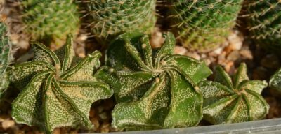 Mammillaria hahniana woodsii 26 рослин - Зображення 4