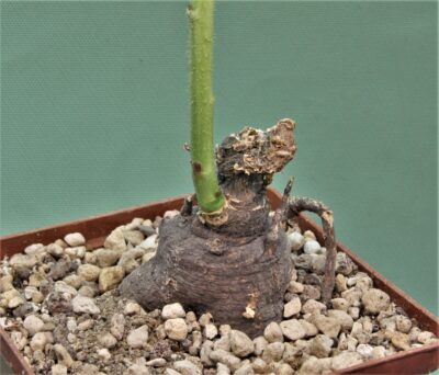monadenium-echinulatum-es22636-dodoma-prov.-tanzania-1 - Зображення 3