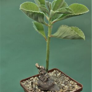 monadenium-echinulatum-es22636-dodoma-prov.-tanzania-1