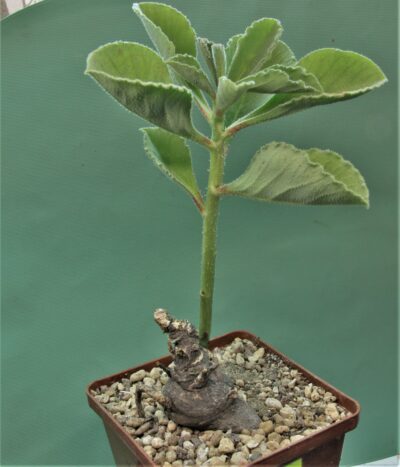 monadenium-echinulatum-es22636-dodoma-prov.-tanzania-1