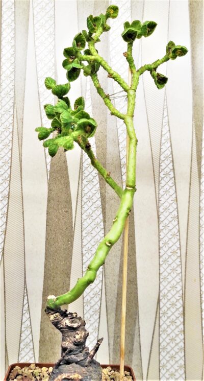 monadenium-echinulatum-es22636-dodoma-prov.-tanzania-1 - Зображення 2