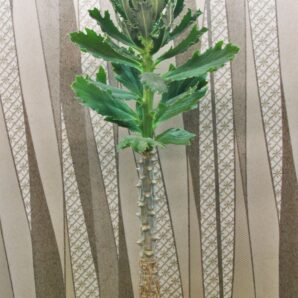 monadenium (euphorbia) torrei-masasi-tanzania-
