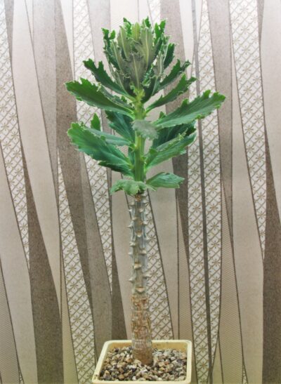 monadenium (euphorbia) torrei-masasi-tanzania-