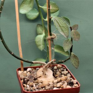 monadenium-invenustum-1.