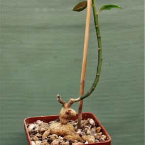 monadenium-invenustum-2