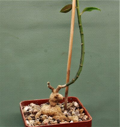 monadenium-invenustum-2