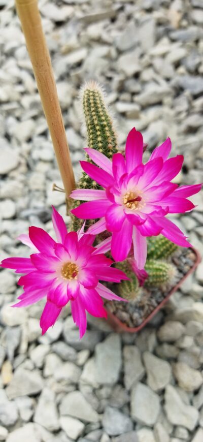 Chamaecereus hybrid Pan2020.168.009 Ninfea - Зображення 3