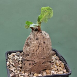 oxygonum-stuhlmannii-polygonaceae.-morogoro-tanzania-2