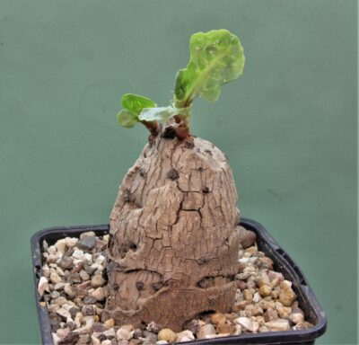 oxygonum-stuhlmannii-polygonaceae.-morogoro-tanzania-2