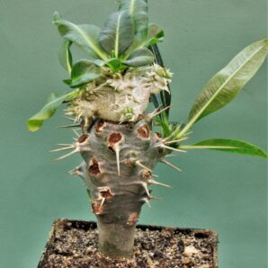 pachypodium-brevicaule-3.
