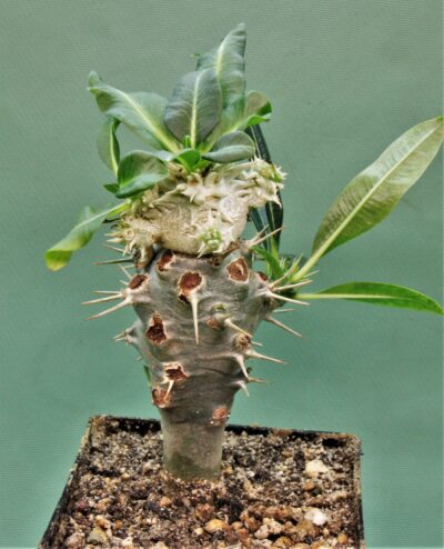 pachypodium-brevicaule-3.