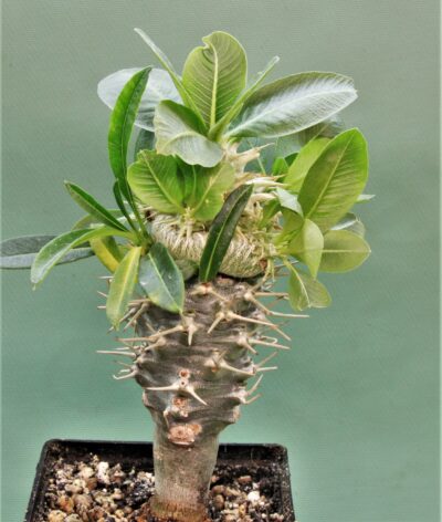 pachypodium-brevicaule-ssp.-leucoxanthum-4 - Зображення 2