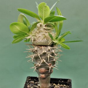 pachypodium-brevicaule-ssp.-leucoxanthum-4