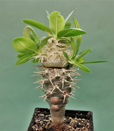 pachypodium-brevicaule-ssp.-leucoxanthum-4