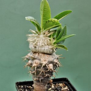 pachypodium-brevicaule-ssp.-leucoxanthum-5