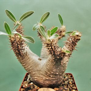 pachypodium-densiflorum-d2-madagascar.