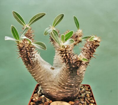 pachypodium-densiflorum-d2-madagascar.