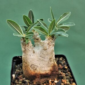 pachypodium-eburneum-d2
