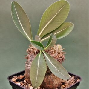 pachypodium-eburneum-d3