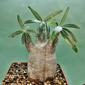 pachypodium-rosulatum-ssp.-gracilius-d4.