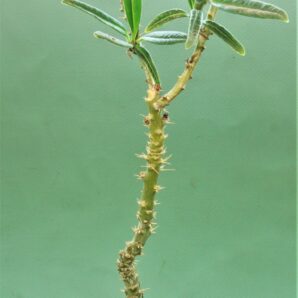 pachypodium-succulentum-1.
