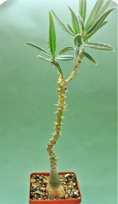 pachypodium-succulentum-1.