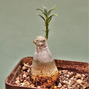 pachypodium-succulentum-3