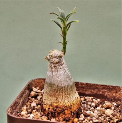 pachypodium-succulentum-3