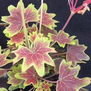 Pelargonium Vancouver Centennial