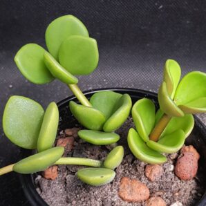 Peperomia Hope