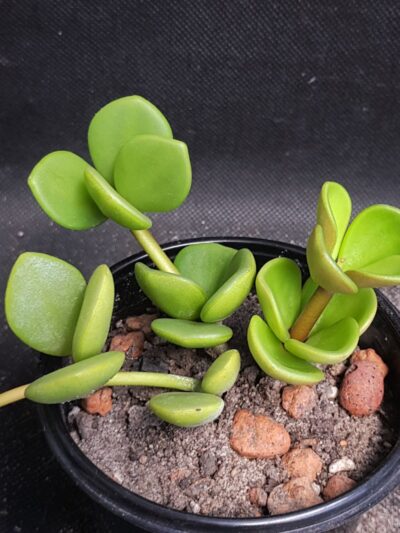 Peperomia Hope
