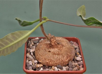 raphionacme-globosa-saimon-flower-nontwinning-5