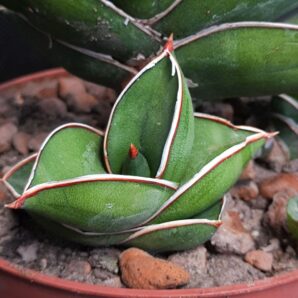 Sansevieria samurai | 93