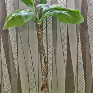 sesarmothamnus-busseanus.-kenia-1