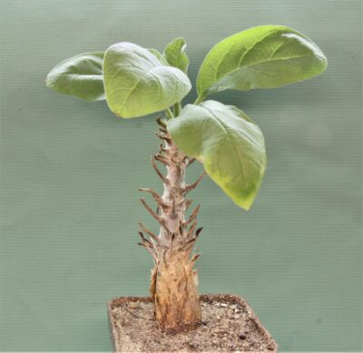 sesarmothamnus-busseanus.-kenia.