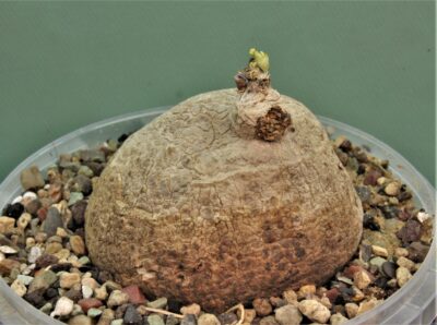 stephania-erecta-prachinabury-prov.-thailand-1