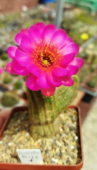 Chamaecereus hybrid Lincoln Prize - Зображення 5