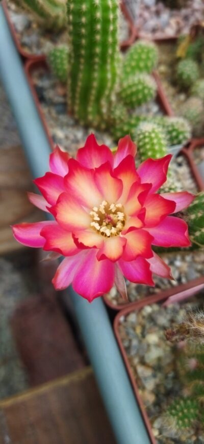 Chamaecereus hybrid Pan2020.170.009 Nuada - Зображення 4