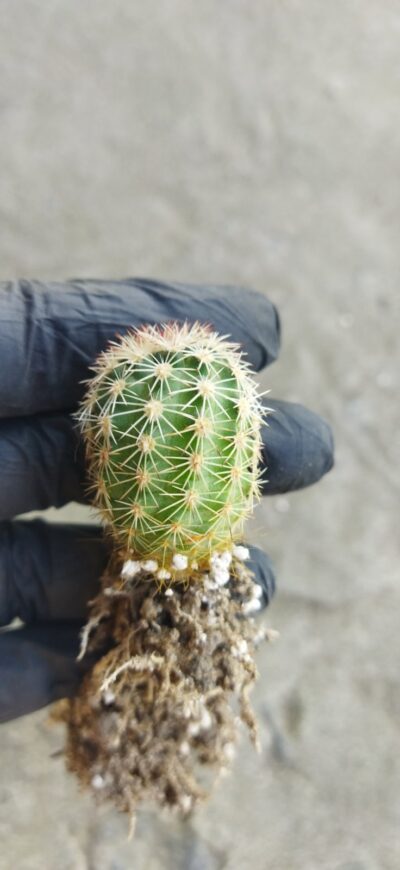 Echinocereus pectinatus ssp. rutowiorum (Cumbres de Majalca, Chih, Mex) -1 - Зображення 2