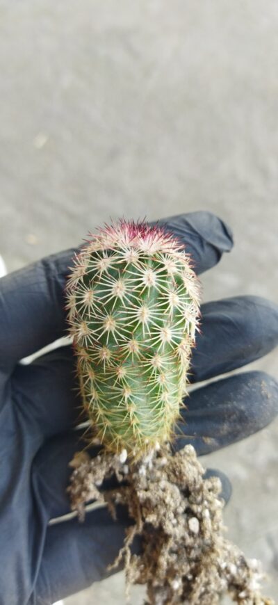 Echinocereus pectinatus ssp. rutowiorum (Cumbres de Majalca, Chih, Mex) -2 - Зображення 2